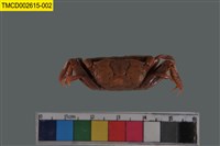 藏品(萬歲大眼蟹)的圖片